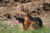 BERGER ALLEMAND 1257